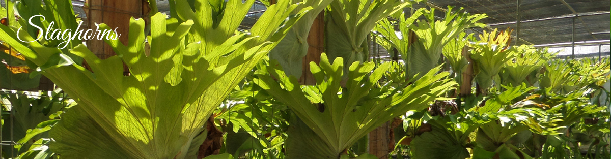 staghorn fern picture