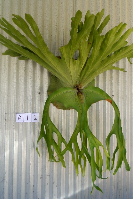 staghorn fern, Staghorns Wholesale and Retail Australia