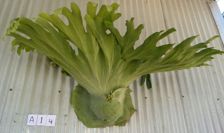 staghorn fern, Staghorns Wholesale and Retail Australia