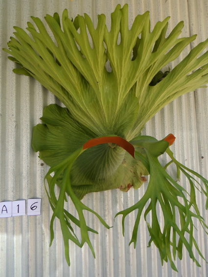 staghorn fern, Staghorns Wholesale and Retail Australia