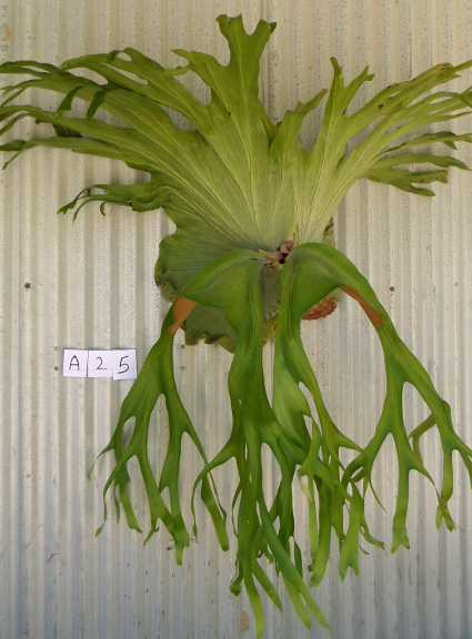 staghorn fern, Staghorns Wholesale and Retail Australia