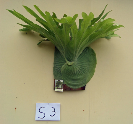 staghorn fern, Staghorns Wholesale and Retail Australia